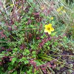 Bidens andicola Leaf