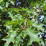 Quercus rubra 葉