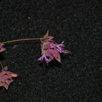 Origanum libanoticum Flower