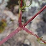 Trinia glauca Bark