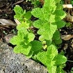 Mentha × rotundifolia पत्ता