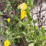 Clematis tangutica 整株植物