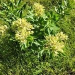 Asclepias viridis花