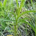 Erysimum witmannii Blatt