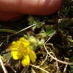 Potentilla verna Sonstige
