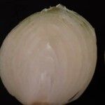 Allium cepa Otro