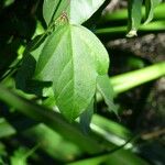 Passiflora suberosa পাতা