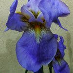 Iris pallida फूल