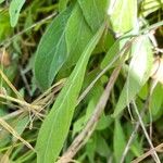 Sonchus bulbosus Levél