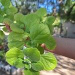 Coleus hadiensis Leaf