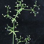 Galium hirtiflorum Характер