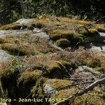 Sedum monregalense Celota