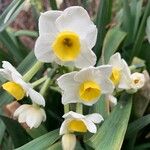 Narcissus tazetta Žiedas