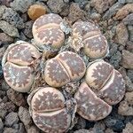 Lithops dinteri Habitus