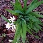 Eleutherine bulbosa Blad