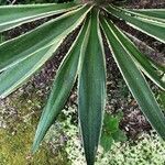 Furcraea selloana Leaf