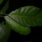 Cleidion castaneifolium Leaf