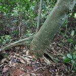Celtis prantlii Corteza
