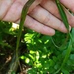 Calamagrostis canescens পাতা