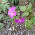 Geranium purpureumBlomst