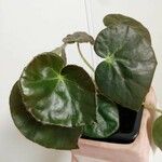 Begonia erythrophylla Yaprak