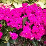 Kalanchoe blossfeldianaFlower