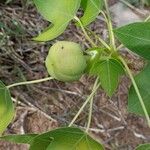 Jatropha mahafalensis Other