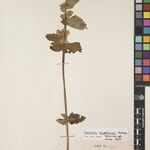 Eriophyton nepalense Otro