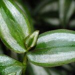 Tradescantia zebrina Leaf