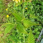 Kerria japonica Habit