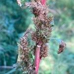 Amaranthus hybridus Flower