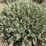 Pimpinella cumbrae Leaf