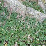 Heuchera rubescens Celota