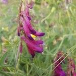 Vicia eriocarpa Blodyn