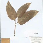 Ischnosiphon puberulus Hoja