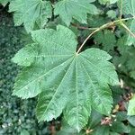 Acer circinatum পাতা