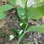 Polygonatum latifolium 花