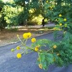 Vachellia farnesiana Kvet