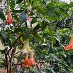 Brugmansia suaveolens 葉