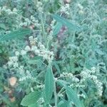 Chenopodium ficifolium Deilen