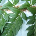 Polystichum x bicknellii その他の提案