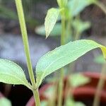 Monarda citriodora Folha