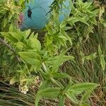 Pycnanthemum verticillatum Leaf