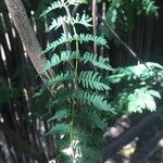 Albizia harveyi 葉