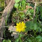 Ranunculus bullatus Kvet