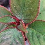 Kohleria amabilis 葉