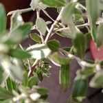 Baccharis dracunculifolia Frunză