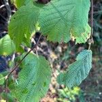 Corylus cornutaFolha