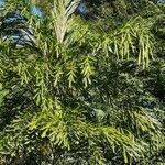 Caryota urens Folha