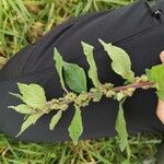 Parietaria officinalis Blad